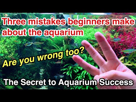 Three common mistakes beginners make about planted aquarium【About aquarium plants and CO2 injection】