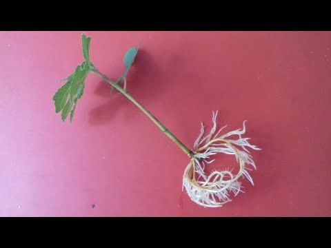 Stecklinge für Anfänger - Feige