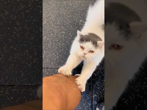 ジムの看板ネコ😼可愛いでしょ…#himawariちゃんねる #まーちゃんおーちゃん #ひまわりチャンネル #shorts