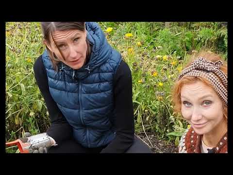 Plantera vårblommande lökar