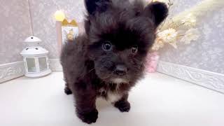 ハーフ犬の動画01