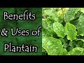 Plantain Uses and Benefits