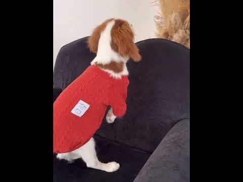 Кофта для кошек «Кружево», розовый - фото 1 - id-p2662633244