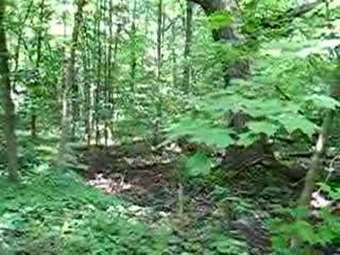 Periodical (17-year) Cicada noise