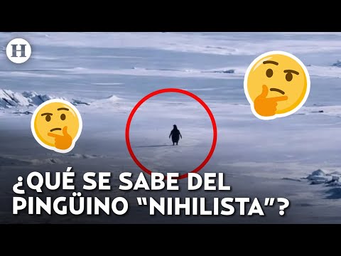 ¿Por qué camina solo hacia el hielo? Este es el origen del Pingüino Nihilista que se hizo viral













