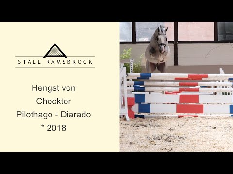 Nr 32 Checkter x Pilothago
