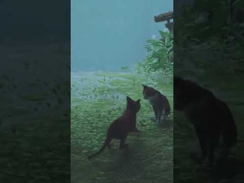 2 cats playing during a storm  #stray #cats #shorts #catsplaying