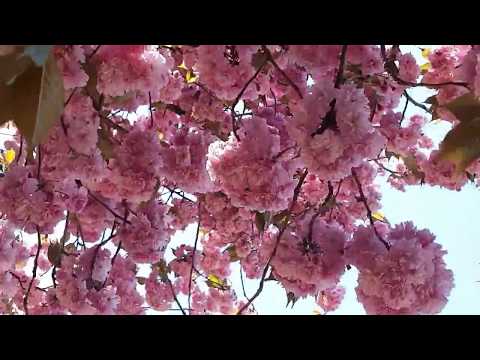 Urdu Nazm - Qur'an Sabse Achha