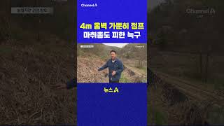 4m 옹벽 가뿐히 점프 마취총도 피한 늑구 채널A #shorts #DLAB #ashorts