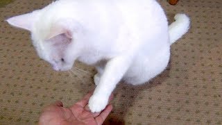 White cat Yuki shakes hands