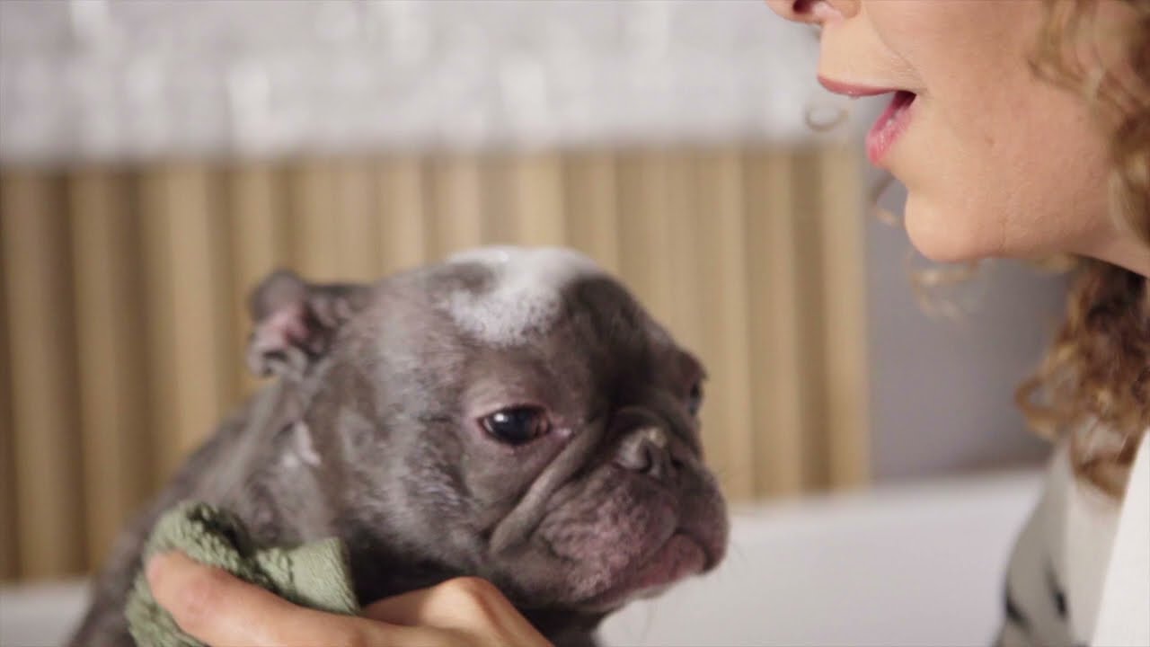 Bio-Groom So-Gentle Shampoo