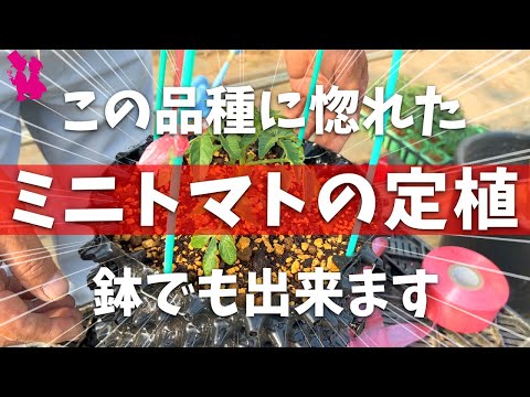 イラクサとトマトの植え付け: イラクサの葉を植え穴に入れるのはなぜですか?  庭園