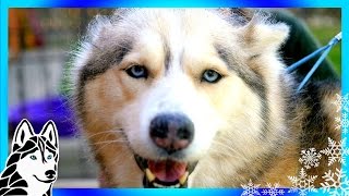 GROOMING A SIBERIAN HUSKY | Tools for Grooming your Dog