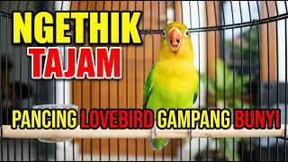 Download lagu Lovebird Ngekek Panjang , buat pancingan Lovebird DIAM Langsung NYAUT, Seketika langsung GACOR mp3
