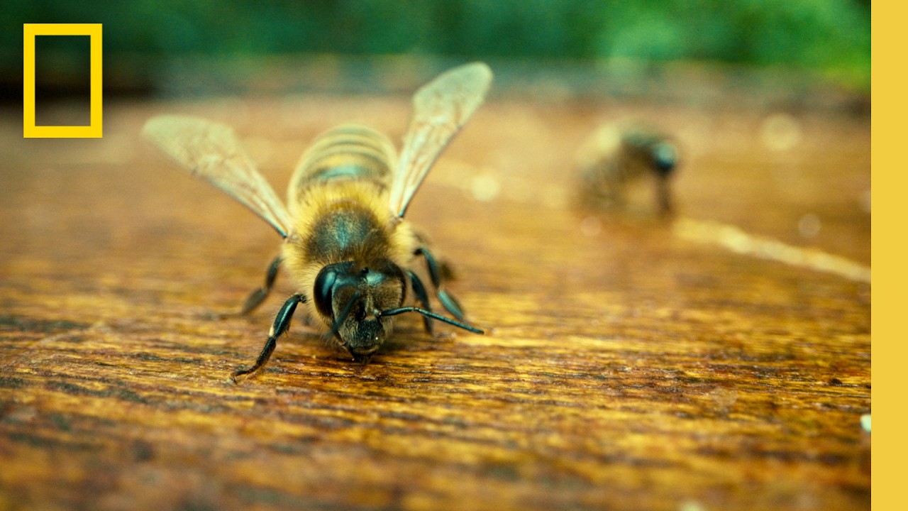 Exploring Regenerative Farming Practices at Waitrose Farms | National Geographic