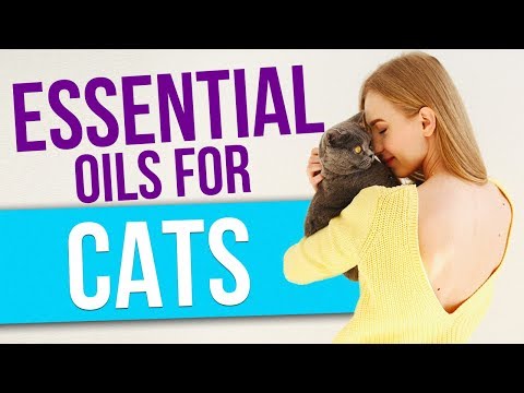 Essential Oils for Cats