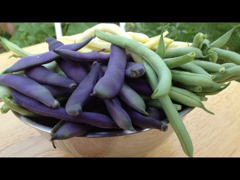 When To Harvest Green Beans