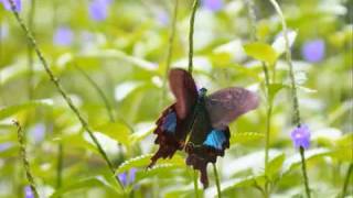 Joe Strummer &amp; The Mescaleros Mondo Bongo