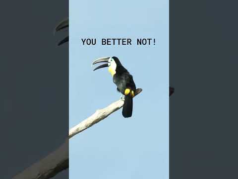 F..k you tony 🤣🤣🤣