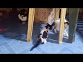 Little Tuxedo Cats Fighting