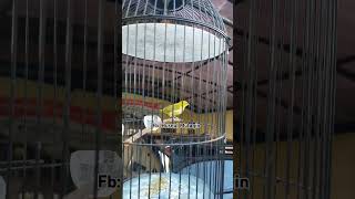 Download lagu Pleci Dakun Garut Nembak Materi WitWit Bren mp3 Download lagu Pleci Dakun Garut Nembak Materi WitWit Bren mp3