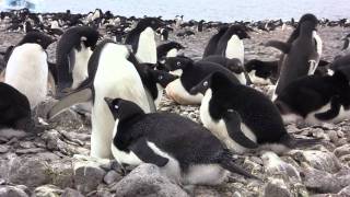 Adelie Penguins of Paulet Island, Antarctica
