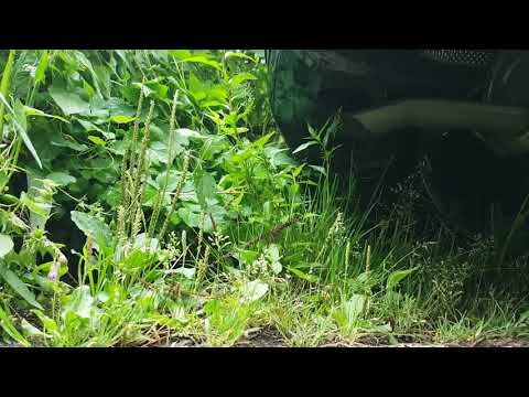 leckere Abgase fürs Gebüsch