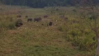 preview picture of video 'Khunia watch tower elephants by DR.Rahanul Islam'