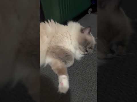 Good Night Sleepy Cats #catlover #cats #catvideos  | Ghure Ashi