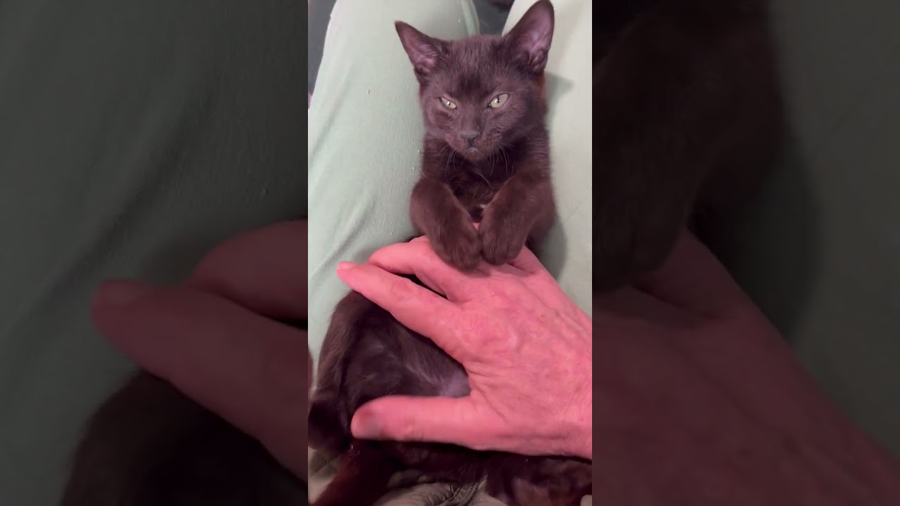 Enlarge Binx My Baby Boy, a Adoptable Domestic Short Hair in Eagle Point, OR video 2/6