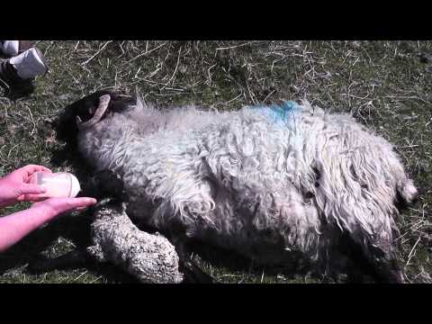 Sad - Lamb rejected by its mum, Part 4 of 4
