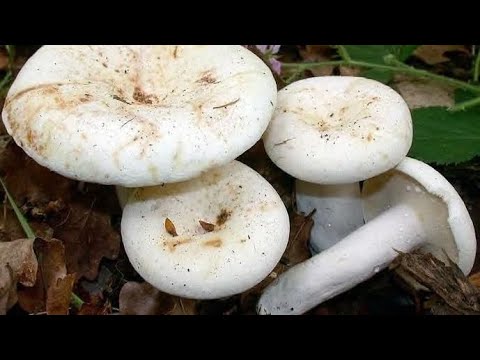 La cules de Ciuperci  iuți , lactarius Piperatus / Primi pe anul 2023, Foarte delicioși