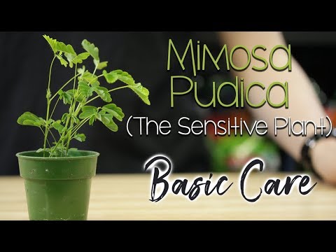 paraziták mimosa pudica pudra