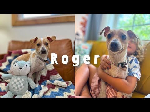Dog for adoption - Roger, a Chihuahua &amp; Dachshund Mix in Montreal, QC | Petfinder