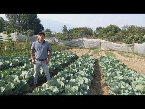 , title : 'Manejo agronómico del cultivo de repollo HORTI/AGRO/CUNOROC/USAC'