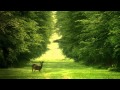 Mike Oldfield Flowers Of The Forest