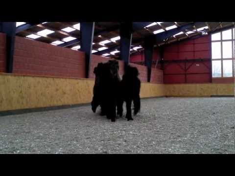 Auswahl der jungen Zuchtstuten - Kronshof - 29.02.2012