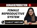 Human Reproduction 05 Female Reproductive System Pure English 12th NEET