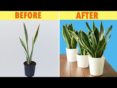, title : 'SNAKE PLANT CARE | DO NOT KILL SNAKE PLANT with 4 common mistakes'