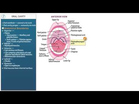 Anatomy and Physiology: Oral Cavity