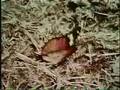 Sesame Street Butterfly