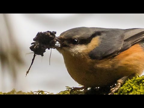 Wibidigi: Nistkasten-Video 1 - der Kleiber zieht ein