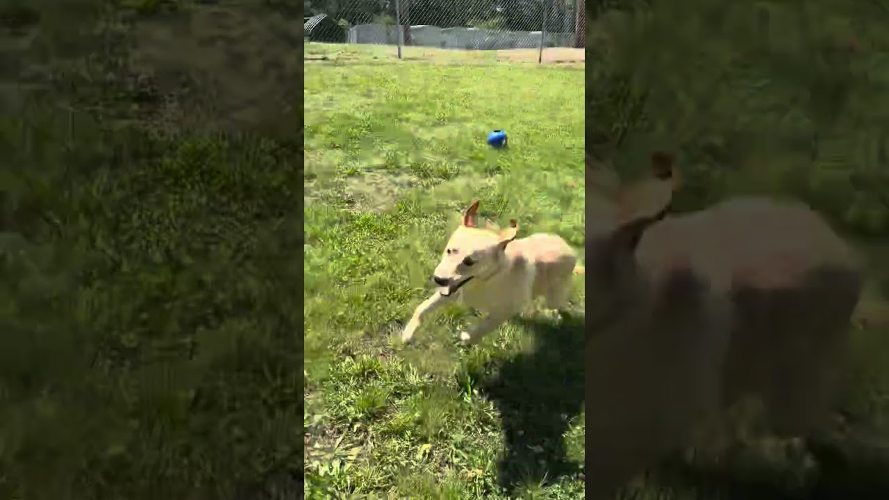 Ginger 39, a ADOPTABLE Yellow Labrador Retriever in Killingworth, CT video 5/5