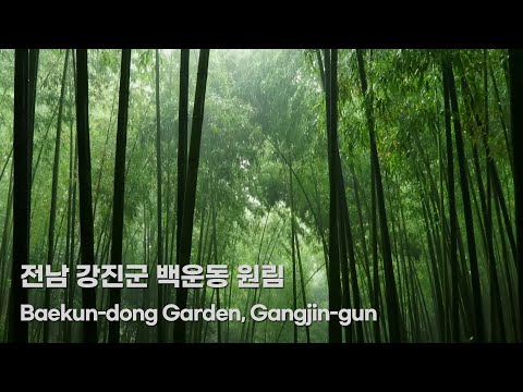 Rain sound in the Bamboo grove (Forest) 울창한 대나무 숲에 내리는 빗소리