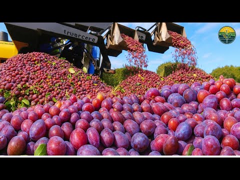 How to produce millions of vines - Grape Seedlings Production - Harvesting and processing grape