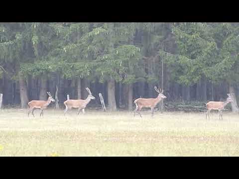 Brunft 2022   03.09.2022