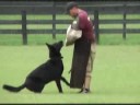 Iron Dog Schutzhund Club - Art working adult dog