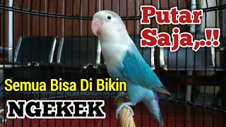 Download lagu PUTAR SAJA, !! SEMUA BISA DIBIKIN NGEKEK, Suara Burung Lovebird Ngekek Panjang GAYA MEWAH ISTIMEWA mp3 Download lagu PUTAR SAJA, !! SEMUA BISA DIBIKIN NGEKEK, Suara Burung Lovebird Ngekek Panjang GAYA MEWAH ISTIMEWA mp3