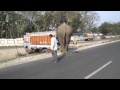Loading A Elephant Into A Truck