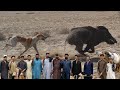 Soor Ka Shikar Jo Hamesha Insano Pe Hamlaa AAwar Hota Tha Hunting Of Wild Boar With Dogs